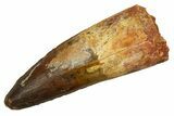 Real Spinosaurus Tooth - Robust Dinosaur Tooth #328047-1